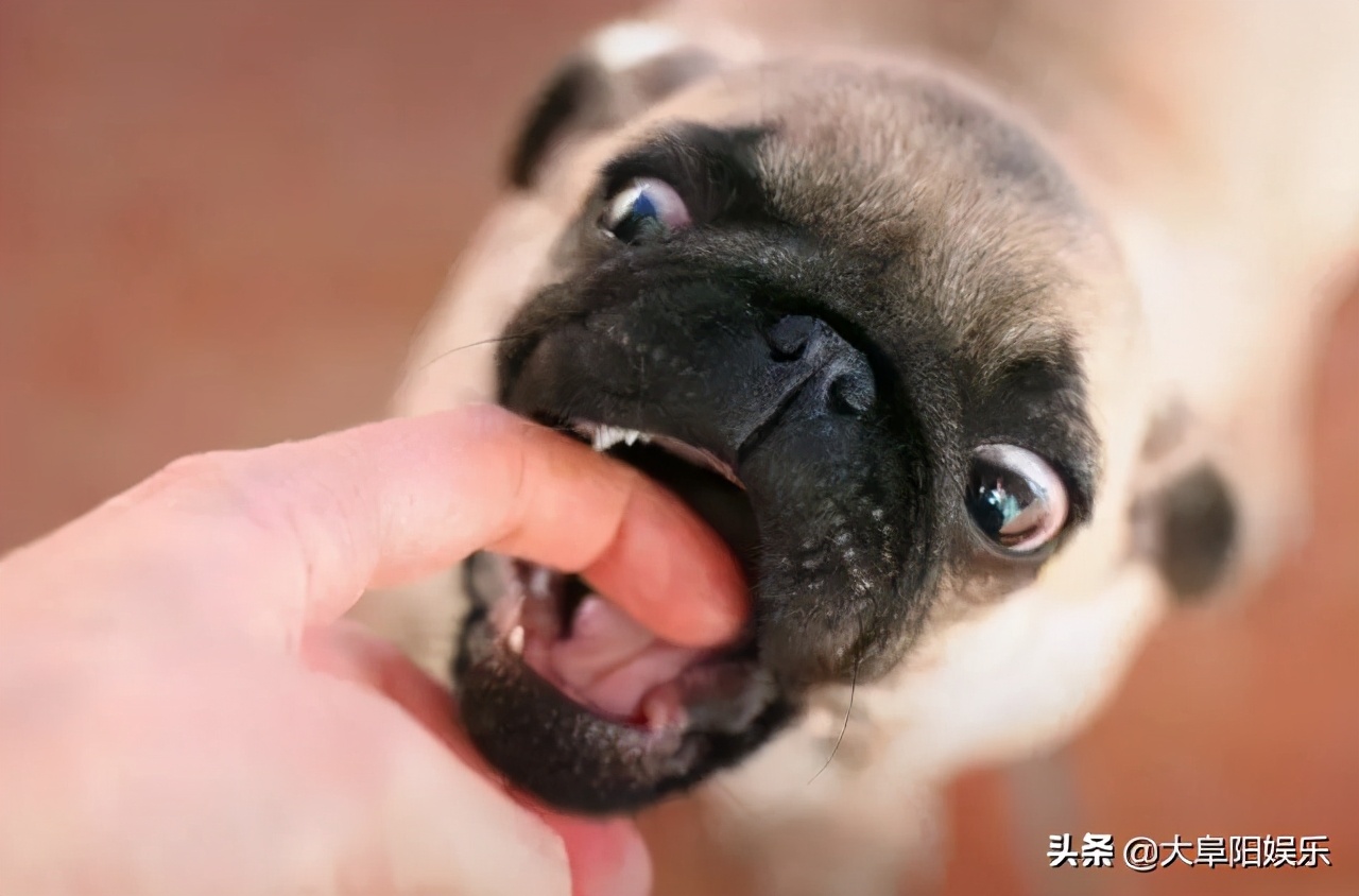 阜阳正规接种狂犬疫苗地点